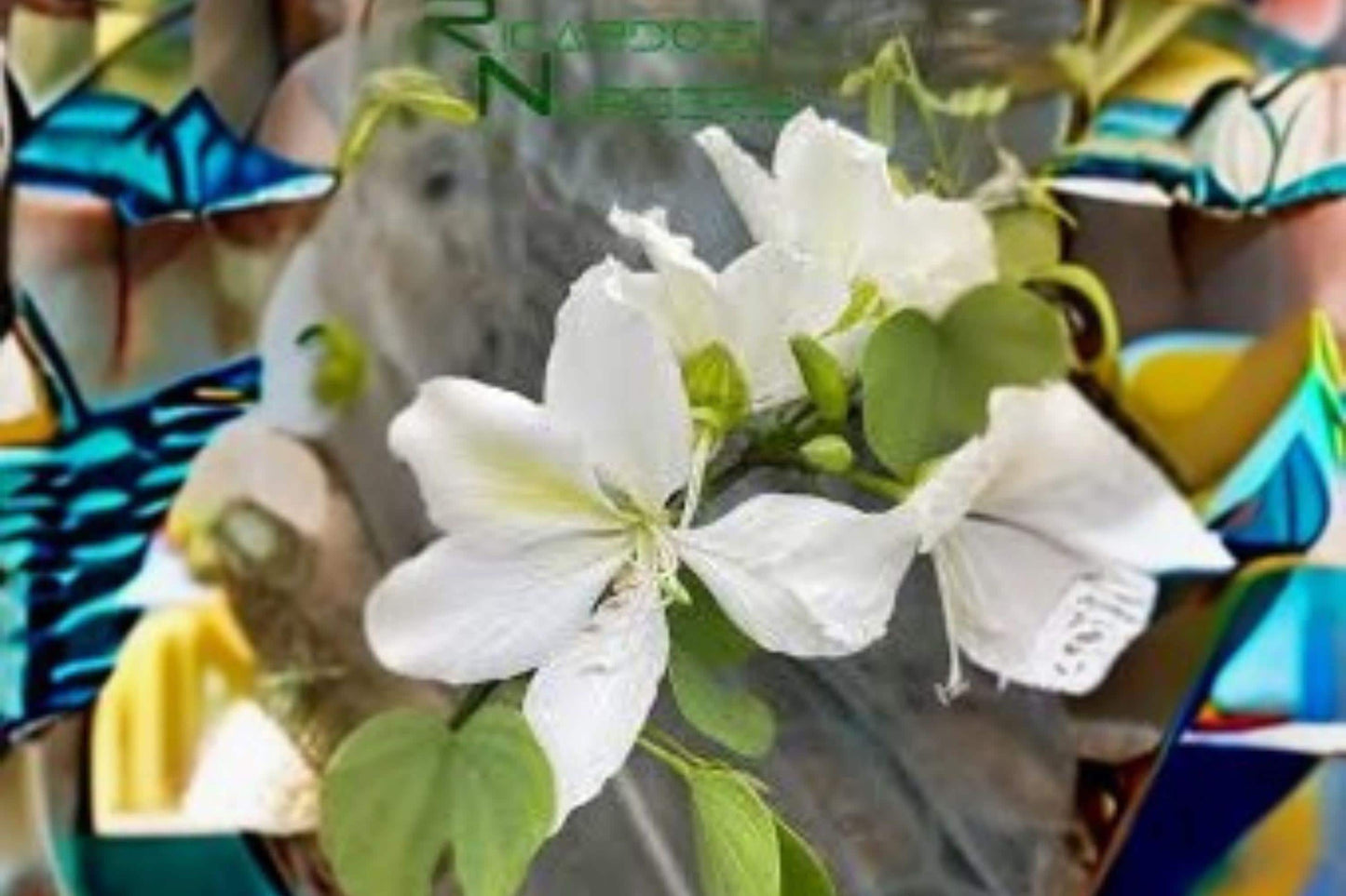 White Orchid Tree Seeds, Bauhinia alba, Tropical Flowering Ornamental Plant, Butterfly Attracting, 10 Seeds