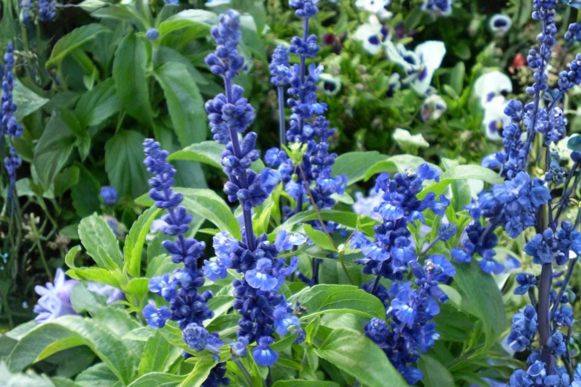 Blue Sage Seeds 100 Salvia farinacea Pollinator Plant for Bees Butterflies Hummingbirds