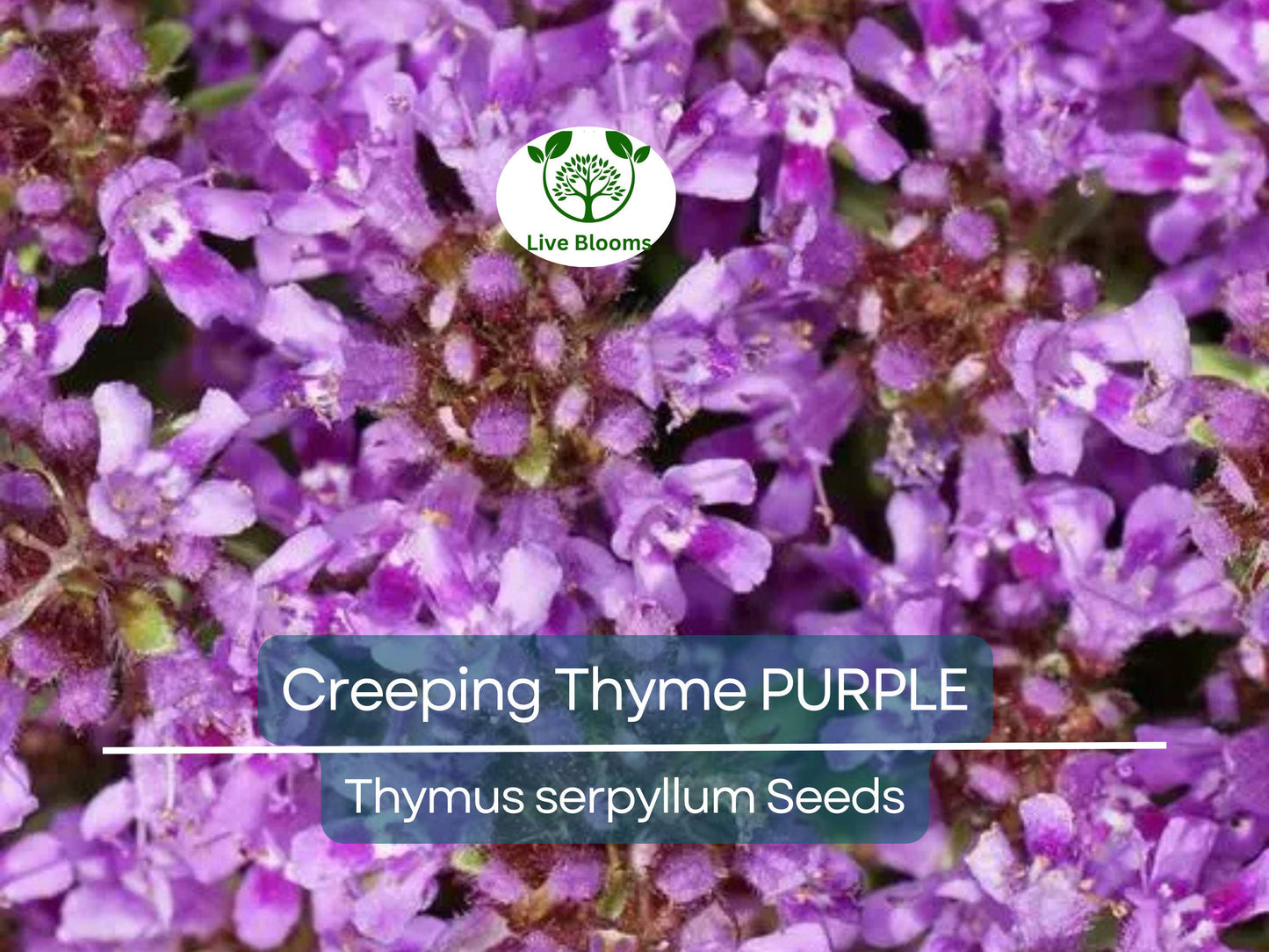 500 Creeping Thyme Purple Seeds - Fragrant Perennial Groundcover, Non-GMO, Drought-Tolerant