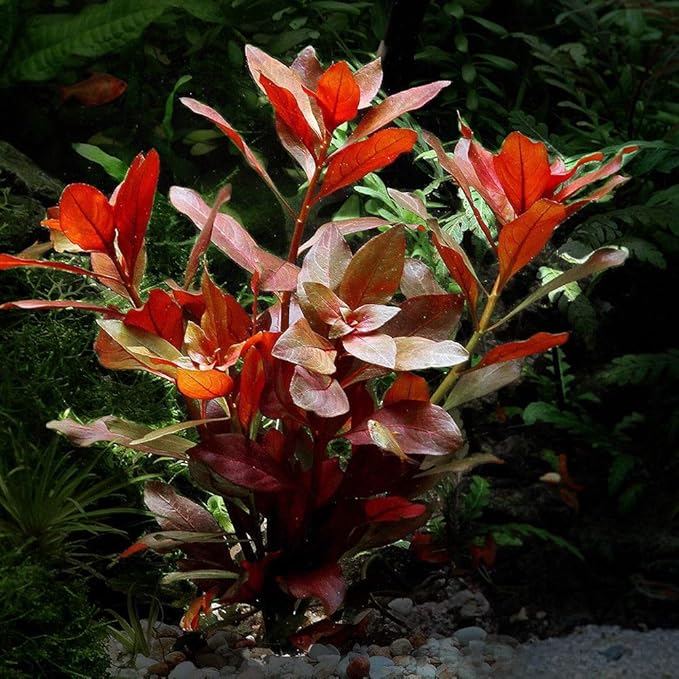 Ludwigia Repens Red Live Aquarium Plant | Easy to Grow Freshwater Aquascape Stem