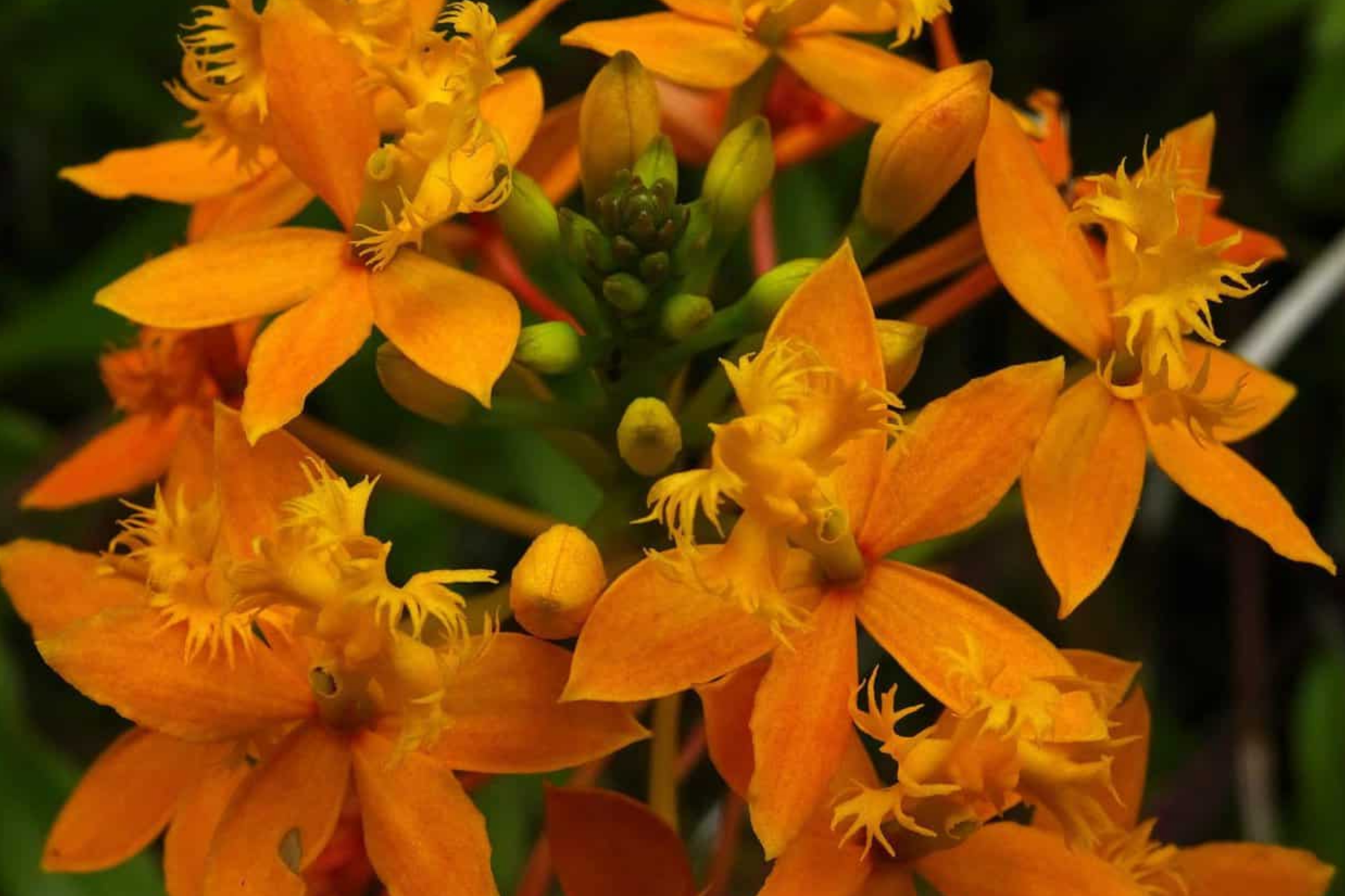 10 Rooted Epidendrum Radicans Ground Orchid Cuttings | Fire Star Orchid | Fast-Growing, Hardy, Drought Tolerant, Orange Flowers
