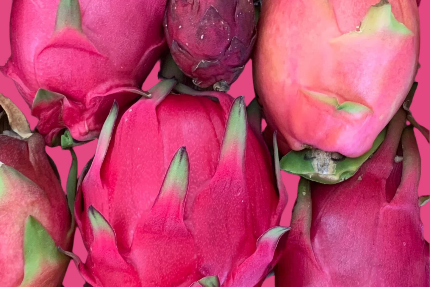 Dark Red Flesh Sugar Dragon Fruit Cutting - 8-10 Inches, Unrooted Hylocereus guatemalensis Hybrid, Cold Hardy, Self-Fertile