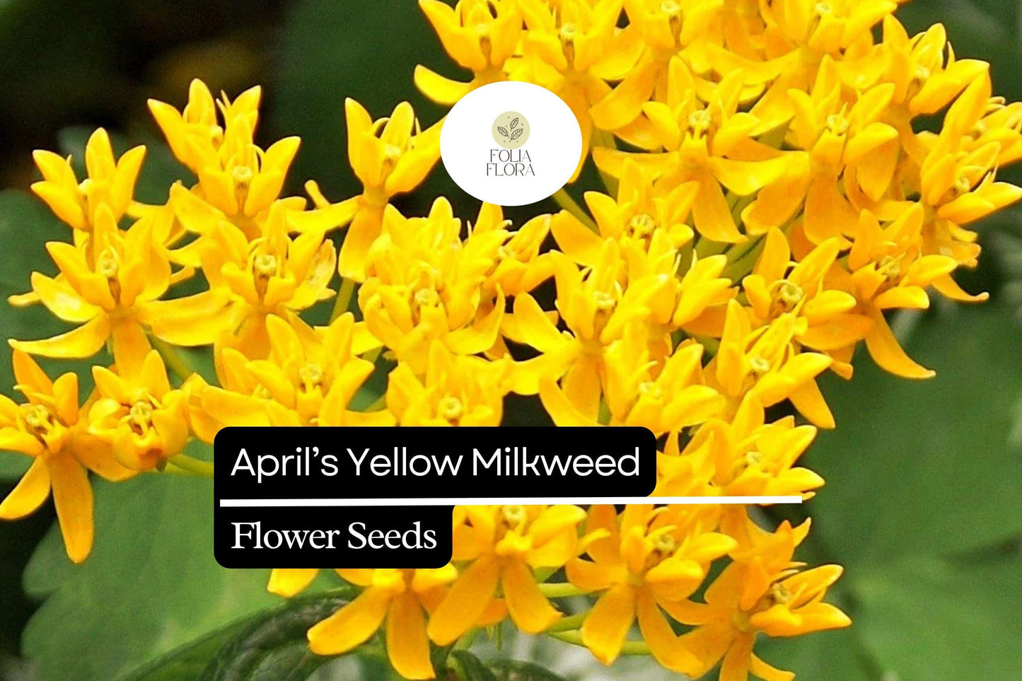 15 Seeds April's Yellow Milkweed - Bright Yellow Blooms, Monarch Host Plant, Pollinator-Friendly Wildflower