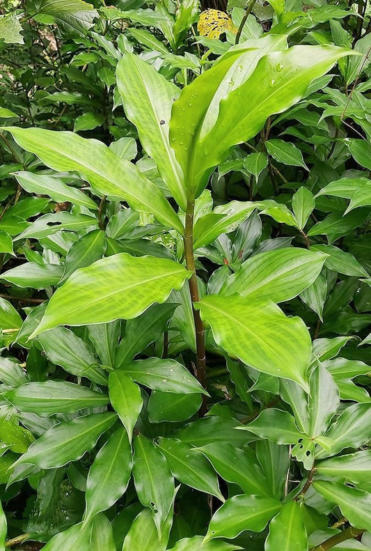 1 Well Rooted 3”-5” Insulin Plant | Costus igneus | Spiral Ginger Herb for Blood Sugar Support