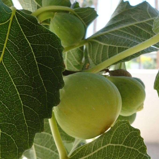 Kadota Fig Tree Live Plant | Bare Root Starter | Ficus carica | Cold-Hardy, Self-Pollinating, Yellow-Green Figs for Patio & Garden