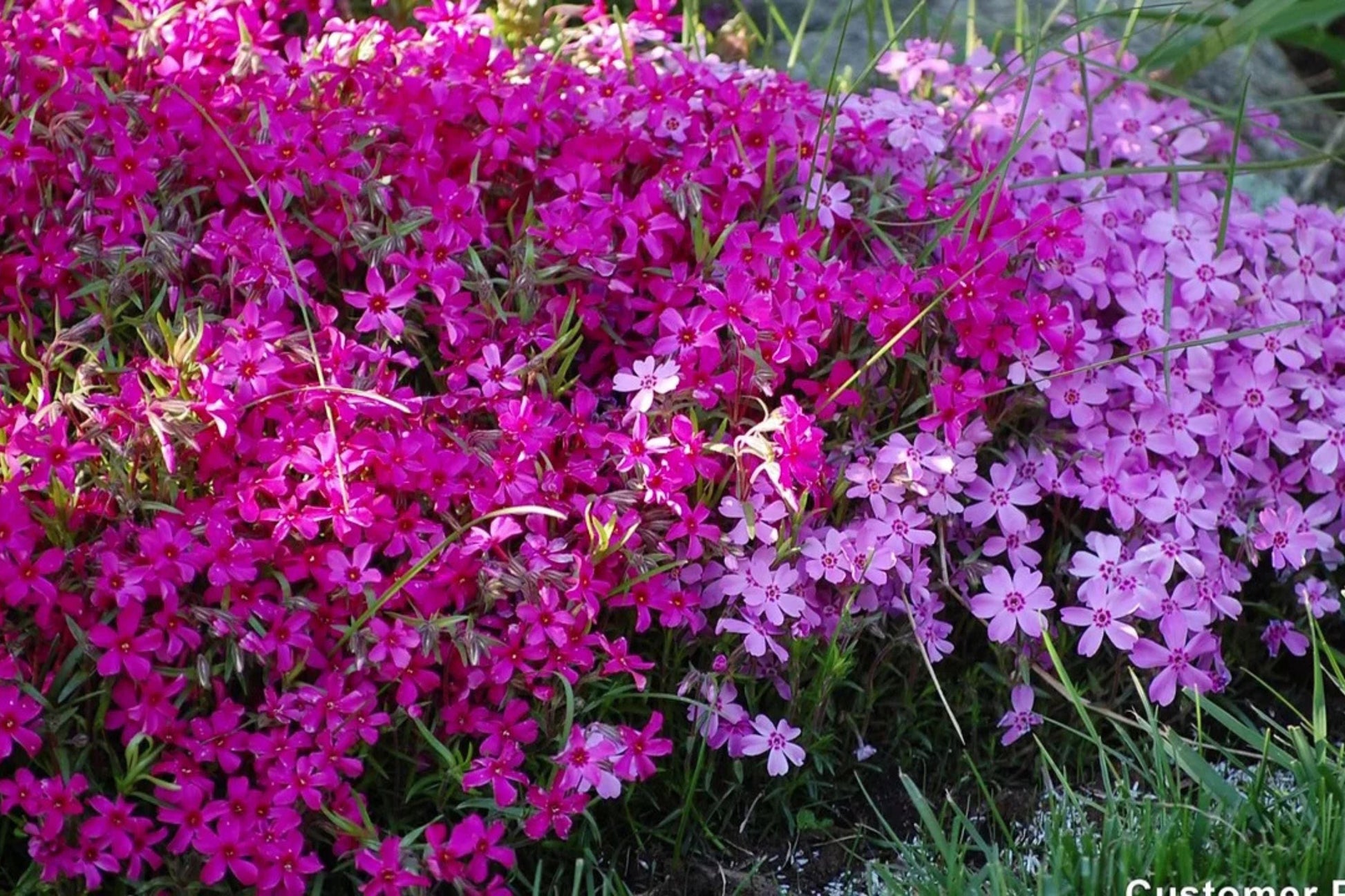 Scarlet Flame Creeping Phlox Seeds - Ground Cover, Drought Tolerant, Butterfly Attractor, Phlox subulata, USA Grown