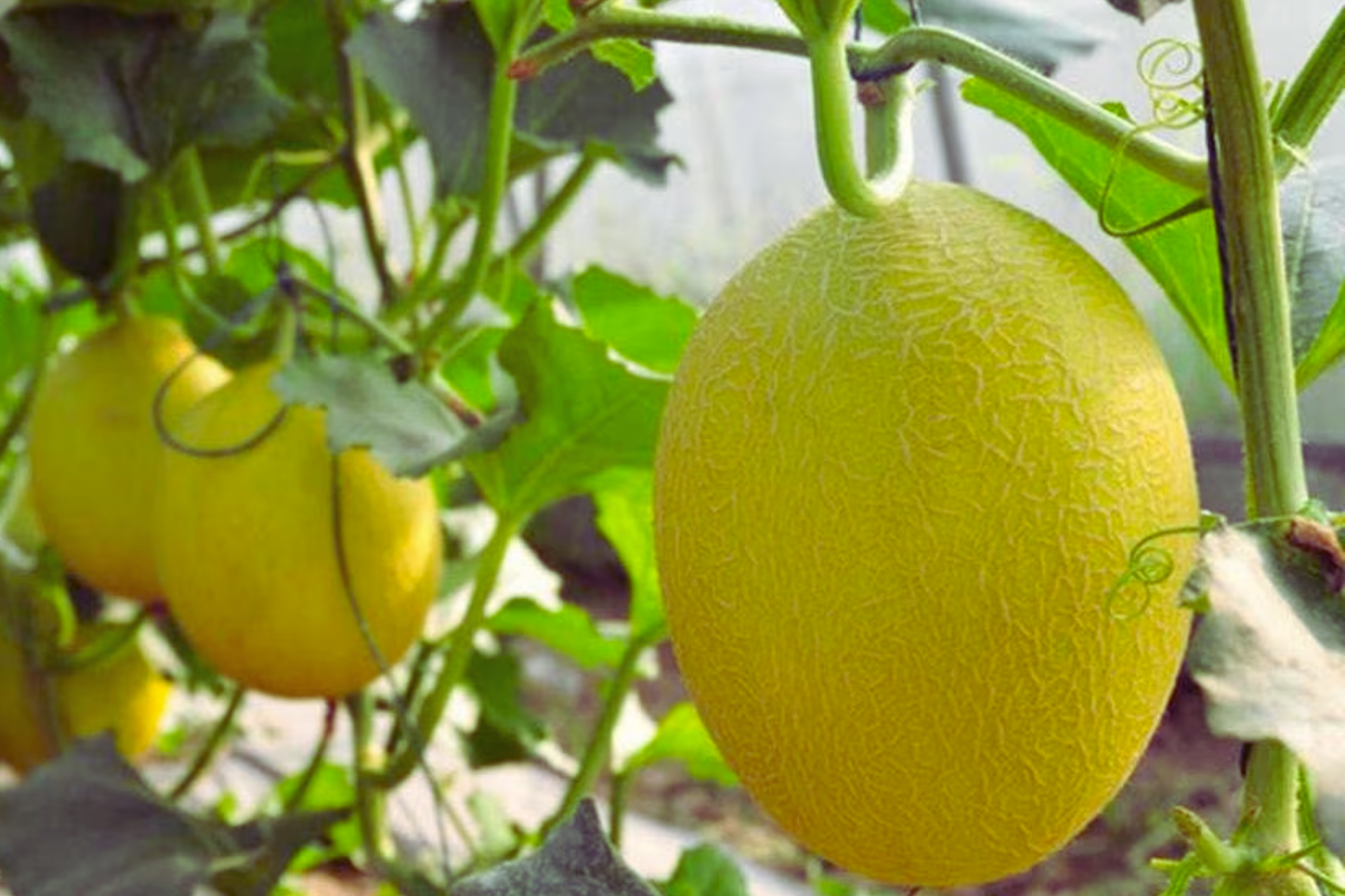 Chinese Hami Melon Seeds - 20 Non-GMO Cucumis melo var. cantalupensis for Sweet Juicy Melons, Garden Planting