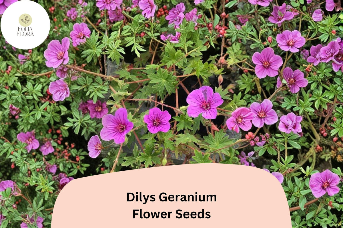 25+ Dilys Geranium Seeds | Purple Hardy Cranesbill Perennial Ground Cover
