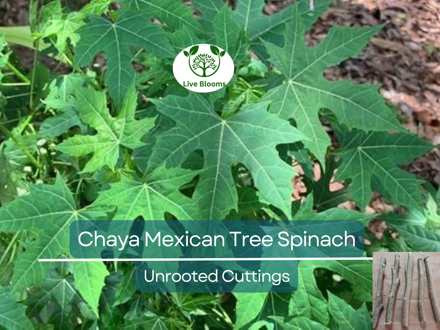 10 Organic Chaya Mexican Tree Spinach Unrooted Cuttings - Easy to Grow Edible Superfood Plant