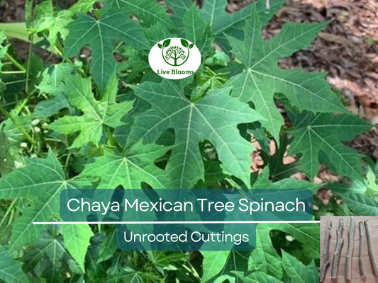 10 Organic Chaya Mexican Tree Spinach Unrooted Cuttings - Easy to Grow Edible Superfood Plant