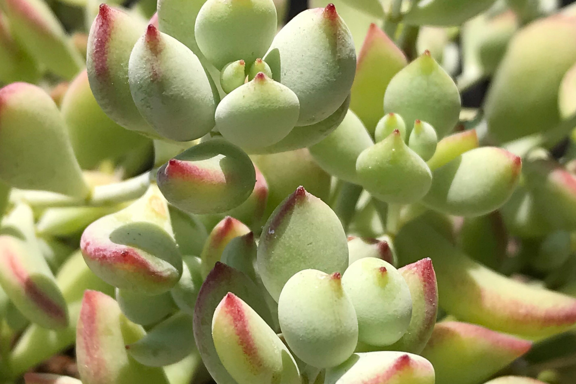Unrooted Succulent Cuttings - Cotyledon Pendens - 3-4" Long - Rare & Easy to Propagate