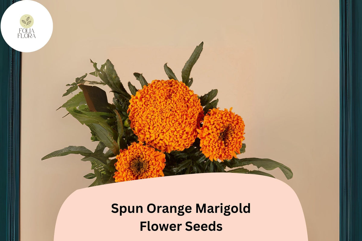 25+ Spun Orange Marigold Seeds | Tagetes erecta | Ruffled Double Orange Blooms | Easy Annual Garden Planting