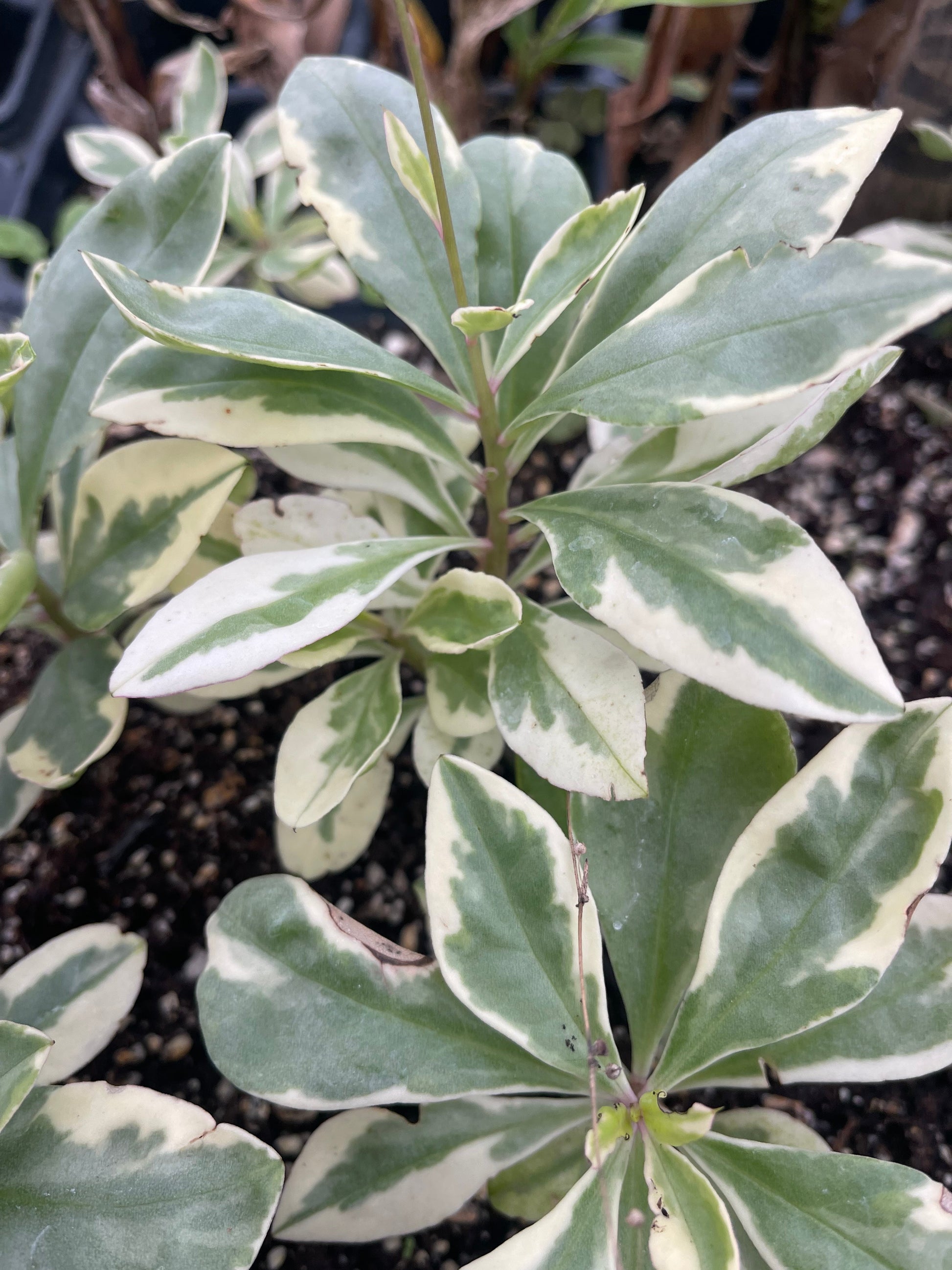 Variegated Jewels of Opar Succulent Plant - Talinum paniculatum - Rare Variegated Foliage & Pink Flowers