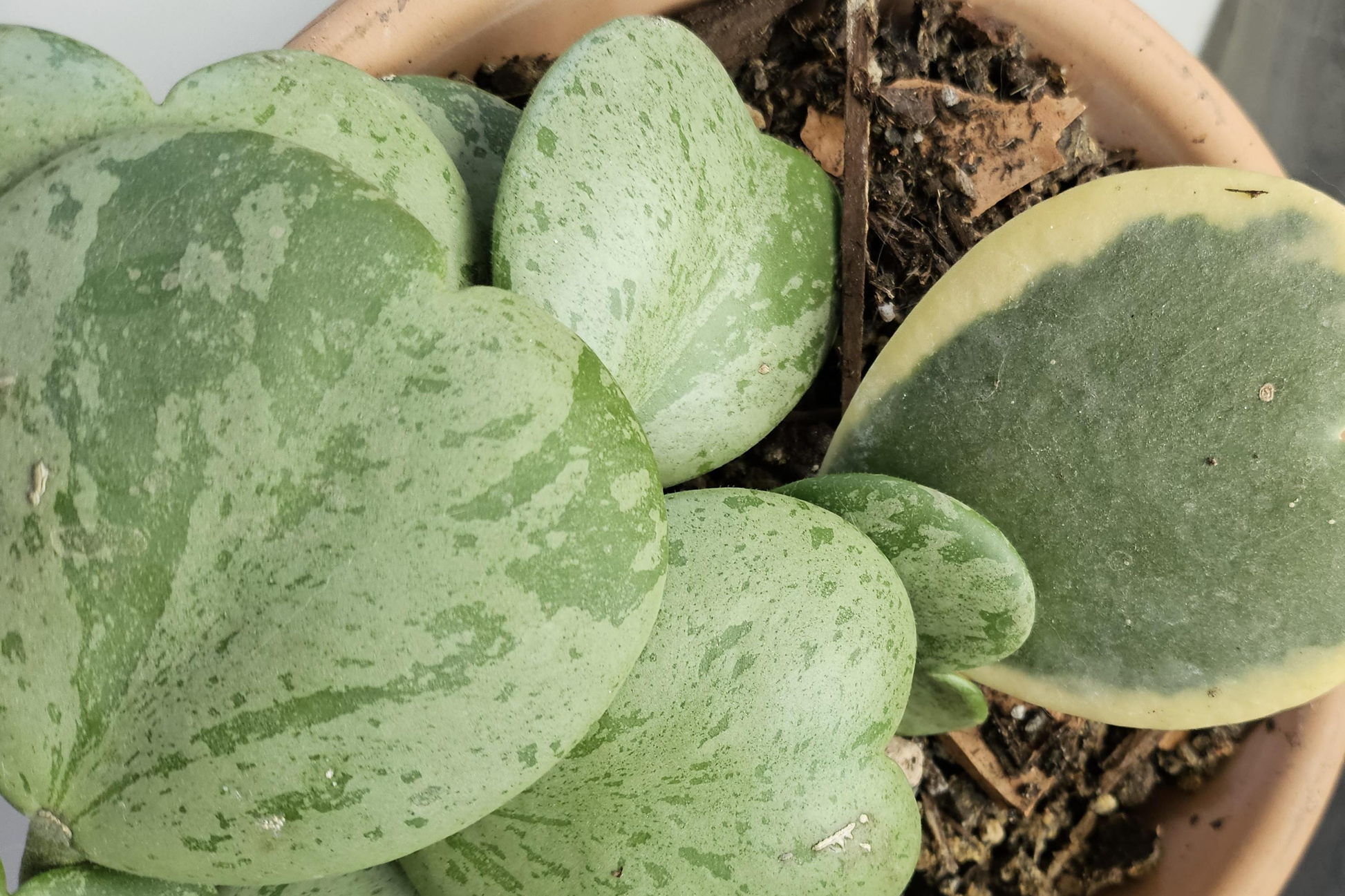 Variegated Hoya Kerrii Cutting - Unrooted Starter Plant with Multiple Nodes for Propagation, Heart-Shaped Leaves, Indoor Houseplant