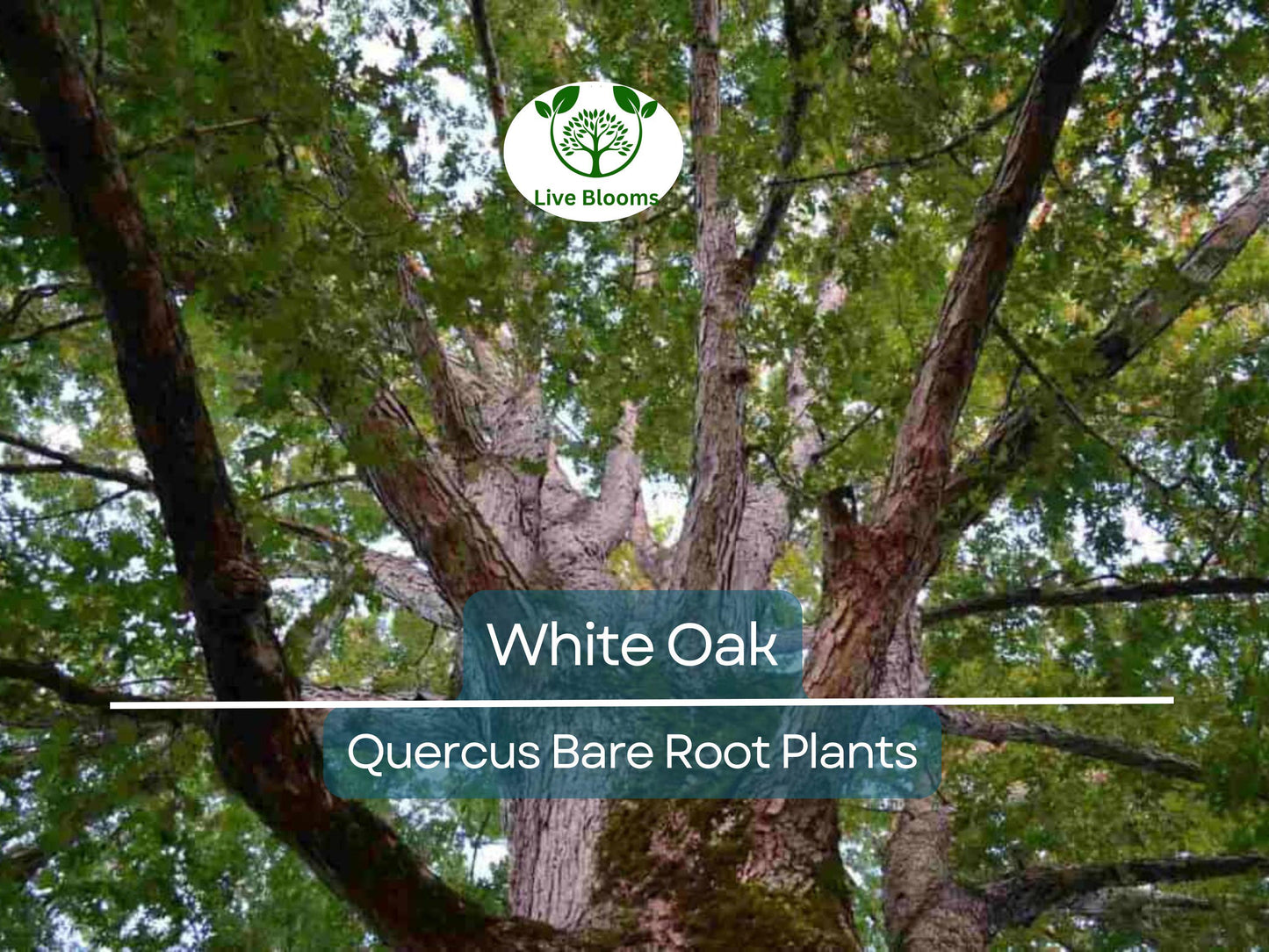 5 White Oak Tree Seedlings – Quercus alba Bare Root Saplings 6-12" Native Shade Trees