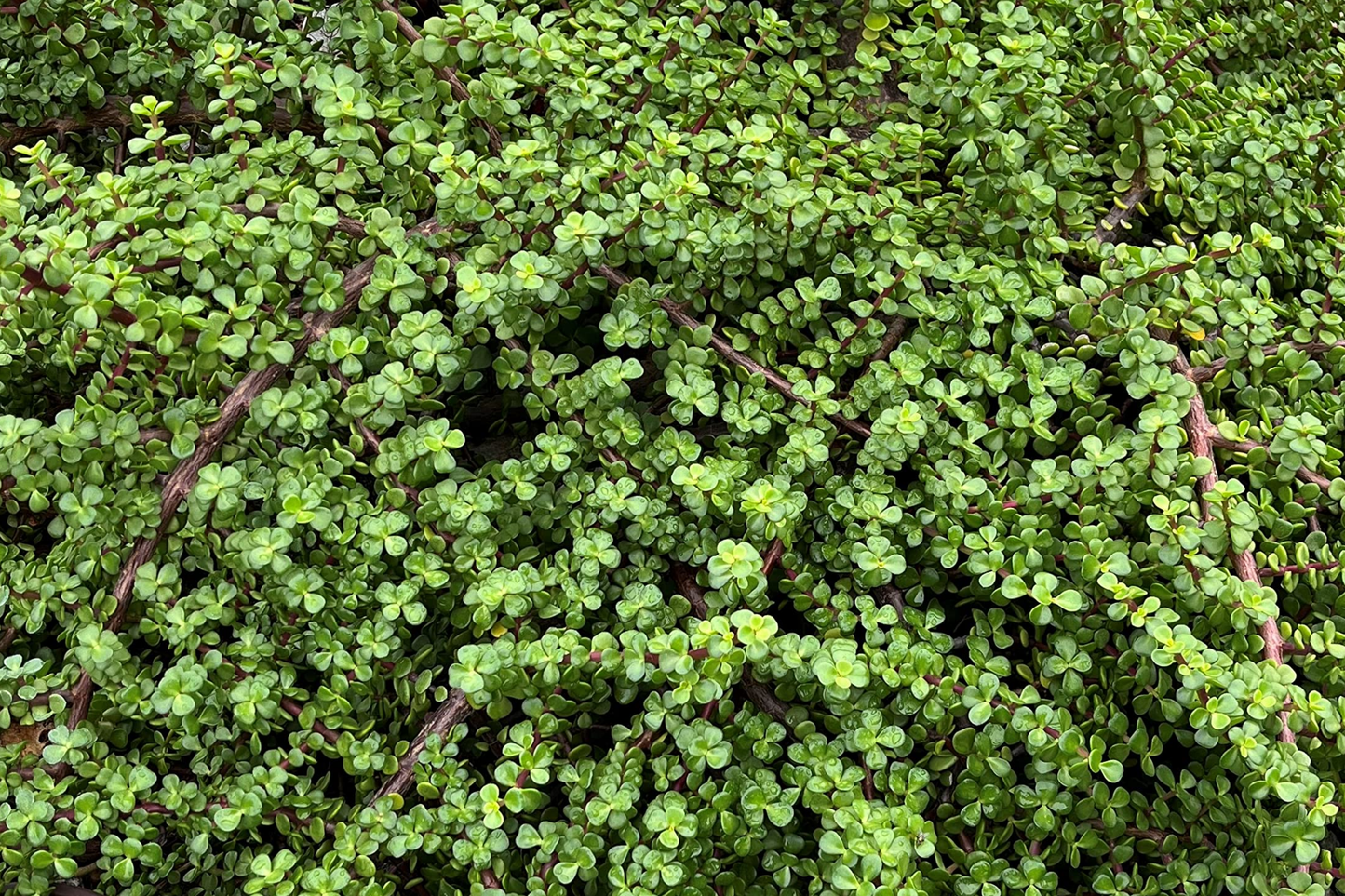 20 Rainbow Elephant Bush Cuttings - Portulacaria afra Succulent Live Plants for Propagation, Indoor & Outdoor