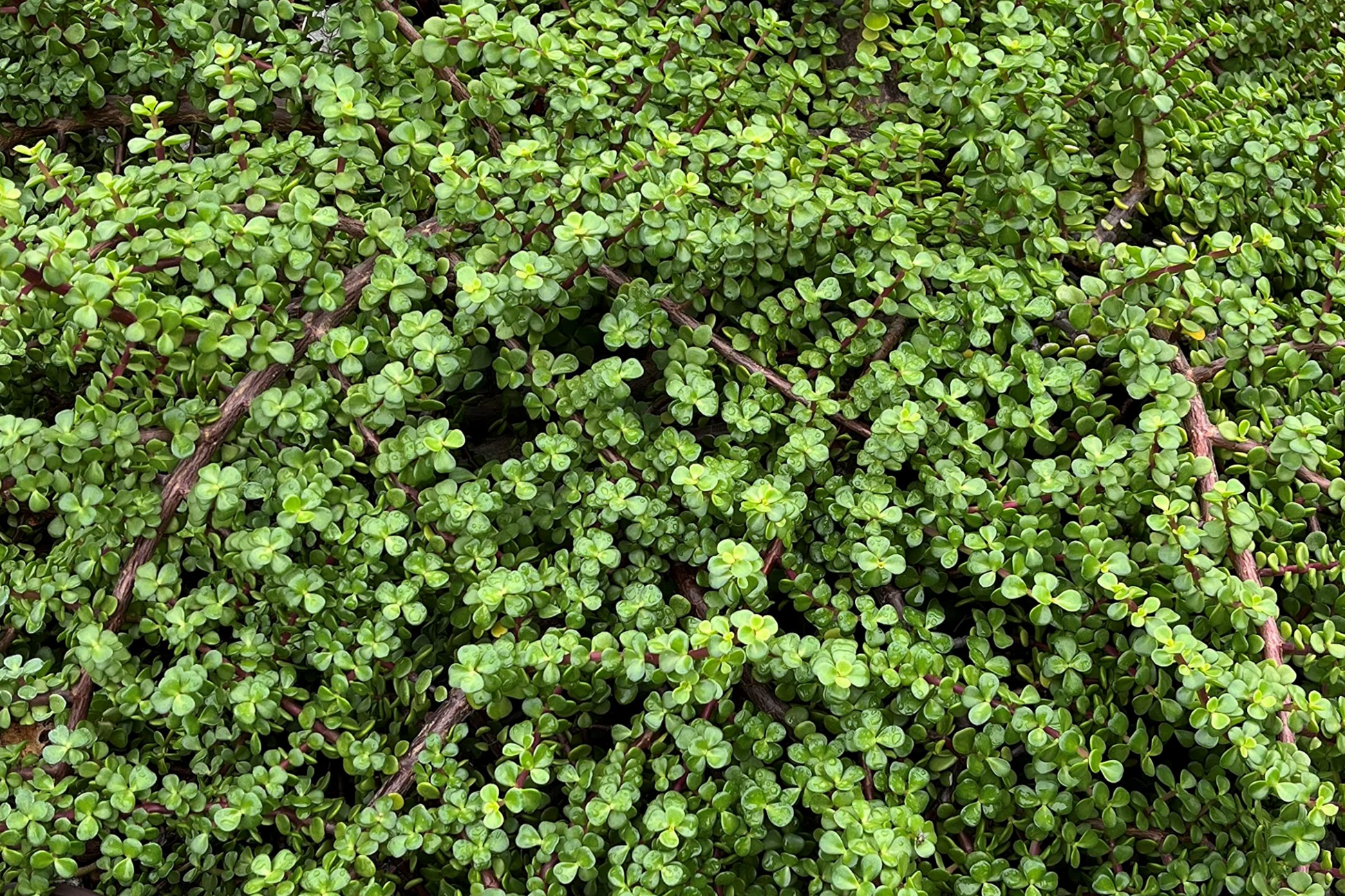 20 Rainbow Elephant Bush Cuttings - Portulacaria afra Succulent Live Plants for Propagation, Indoor & Outdoor