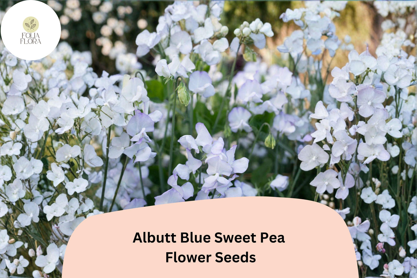 50+ Albutt Blue Sweet Pea Seeds | Lavender-Blue Climbing Annual Vine for Trellises & Gardens