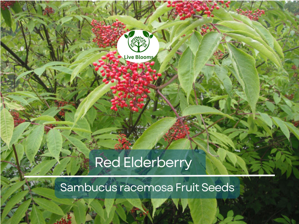 80 Red Elderberry Seeds | Sambucus racemosa | Edible Fruit | Wild Elderberry | Fast-Growing Garden Starter Seeds