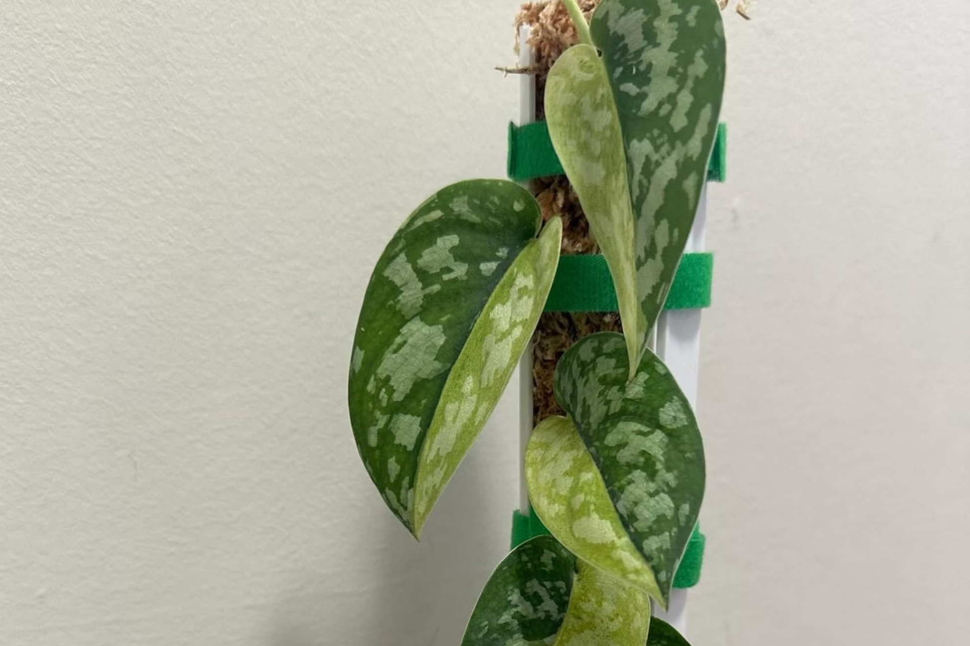 Scindapsus Maharlika Variegated Unrooted Cutting – Rare Houseplant, Indoor/Outdoor, Fast-Growing, Low Light, Propagation Plant