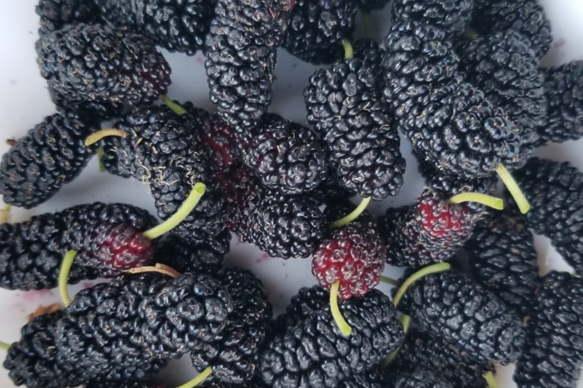 12 Fresh Shangri-La Mulberry Cuttings for Rooting Grafting - Sweet Large Fruit, Fruit Tree Propagation