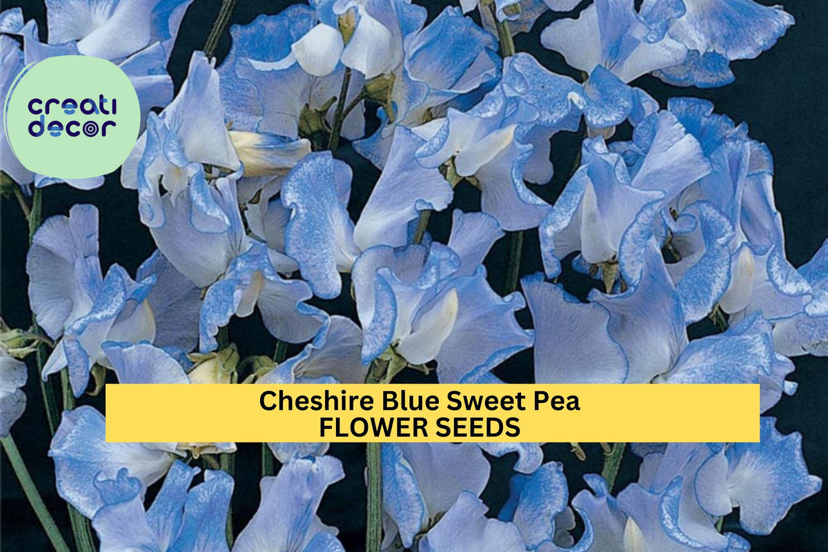50+ Cheshire Blue Sweet Pea Seeds – Fragrant Blue Blooms for Trellises & Bouquets, USA Grown