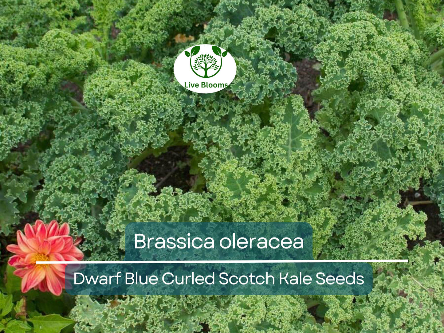 350 Dwarf Blue Curled Scotch Kale Seeds – Organic, Cold-Hardy Brassica oleracea for Easy Growing and Nutritious Harvest