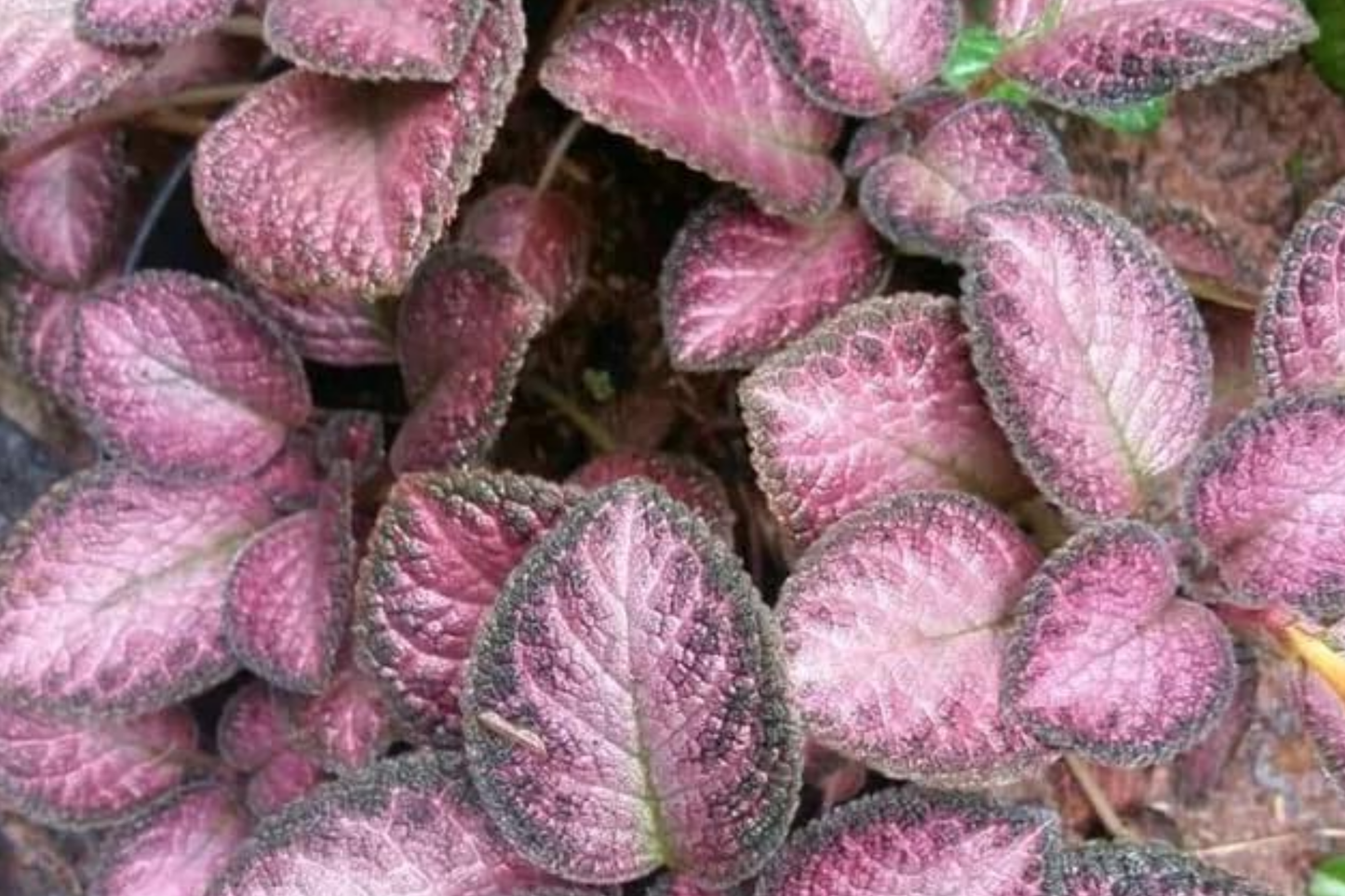 Pink Fitonia Cutting in Propagation Cup – Easy Rooting Sphagnum Moss, Indoor Houseplant, Live Arrival Guarantee