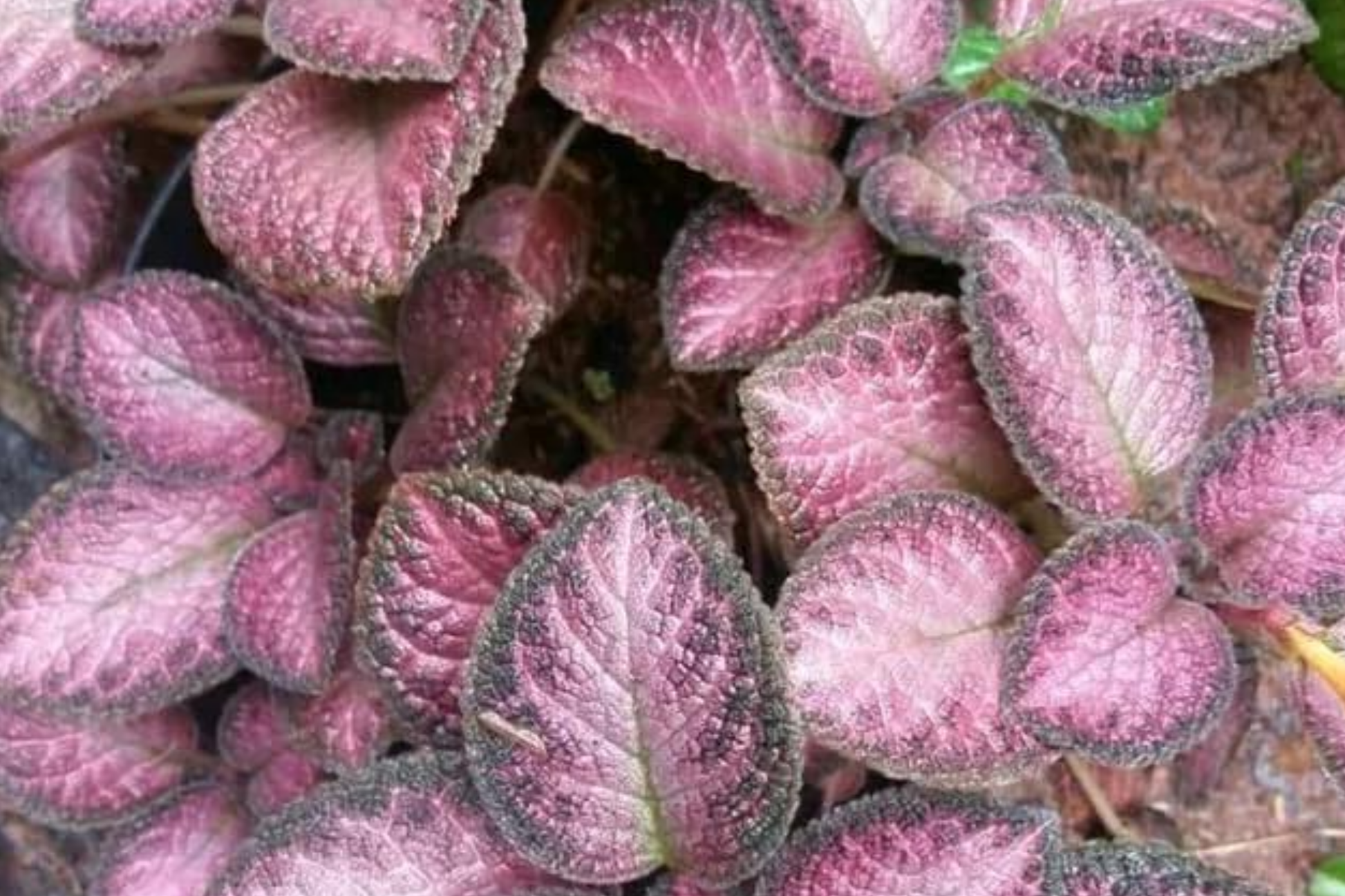 Pink Fitonia Cutting in Propagation Cup – Easy Rooting Sphagnum Moss, Indoor Houseplant, Live Arrival Guarantee