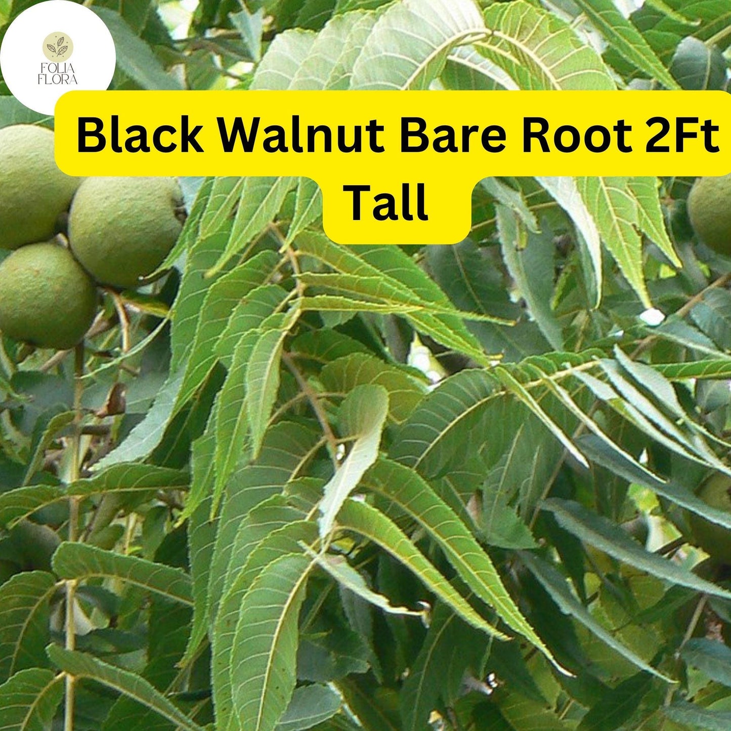 2 Black Walnut Trees Bare Root 2ft Tall Juglans nigra Nut-Producing Shade Trees