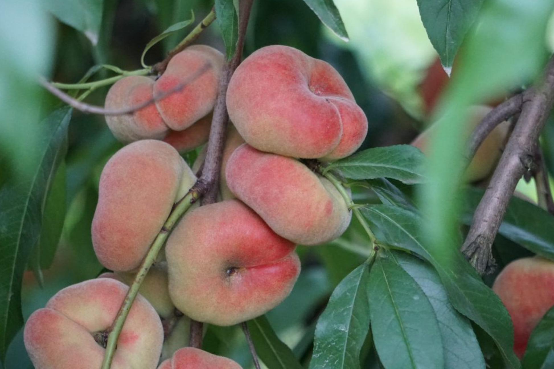 Donut Peach Tree Scion - 6 Premium Grafting Cuttings, White Flesh, Saturn Variety, Fruit Tree Grafting Supplies