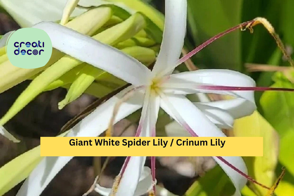Giant White Spider Lily Plants - 2 Live Variegated Crinum asiaticum Bulbs - Tropical Perennial for Garden or Landscape
