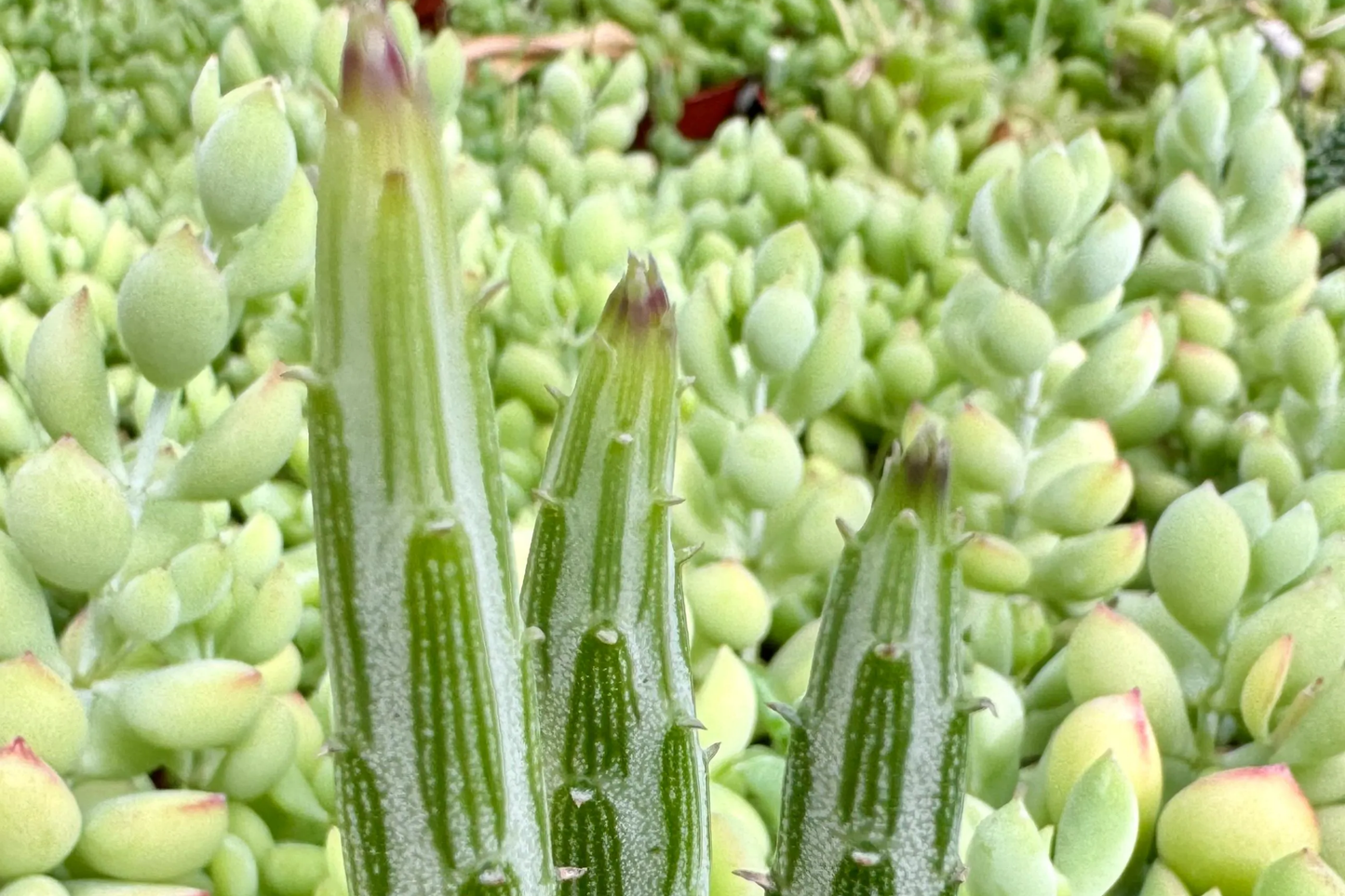 Kleiniia Senecio Stepiliformis Succulent Pickle Plant - 2 Rooted Cuttings in 2" Pot - Quirky Indoor Succulent