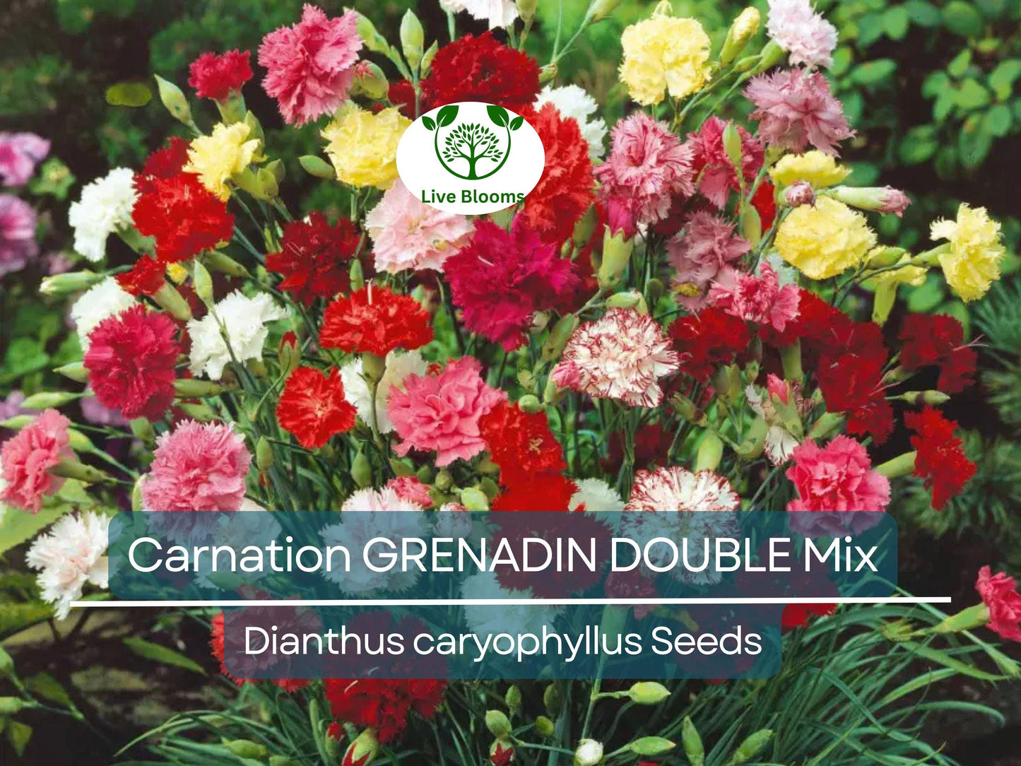 200 Seeds Carnation GRENADIN DOUBLE Mix - Fragrant, Pollinator-Friendly Dianthus caryophyllus for Gardens