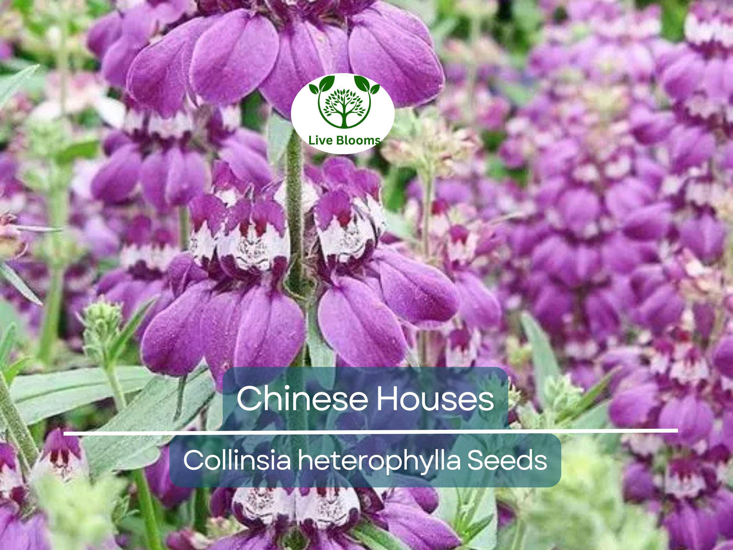 500 Chinese Houses Seeds - Collinsia heterophylla Wildflower, Non-GMO, Sun or Shade, Pollinator Friendly