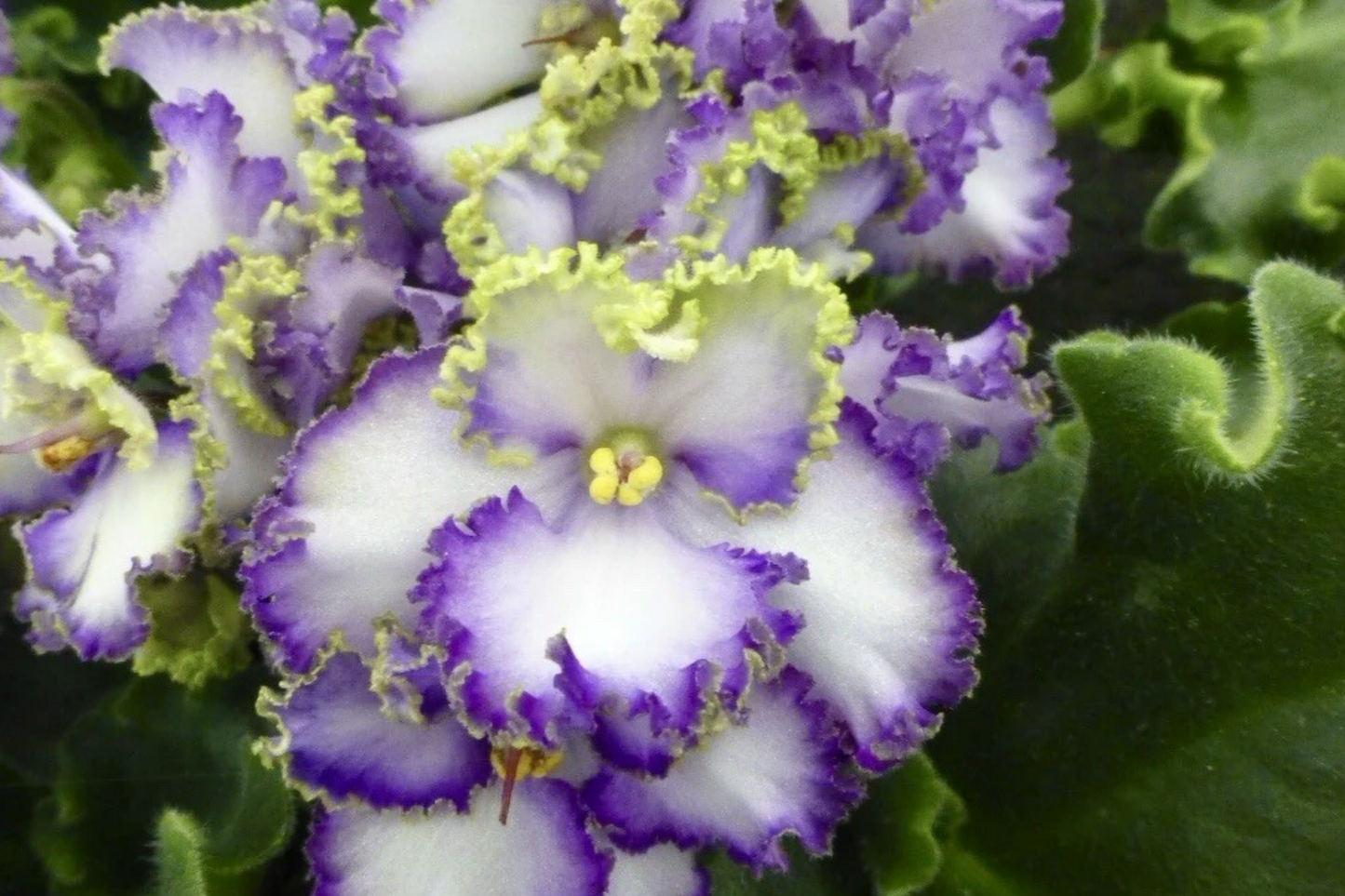African Violet Buckeye Seabreazes Cuttings - Indoor Houseplant, Easy Care, Vibrant Purple & Blue Flowers, Propagatable, Compact Rosettes