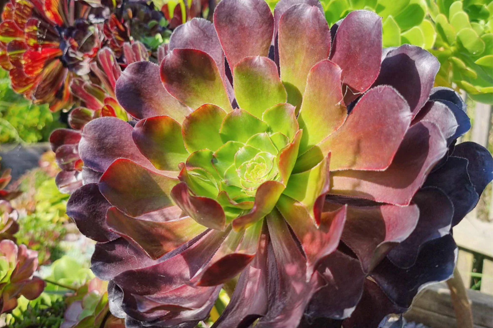Aeonium Voodoo Cutting - Rare Purple Succulent with Deep Rosettes, Easy to Grow, Drought Tolerant, Succulent Collection