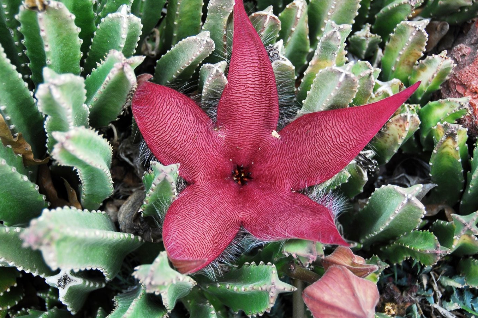 Stapelia Grandiflora Carrion Plant Cuttings – 2 Unrooted Starfish Succulents with Large Star-Shaped Flowers