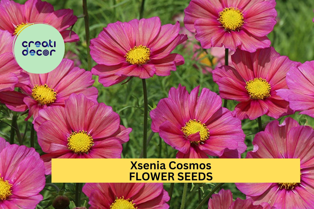 200+ Xsenia Cosmos Seeds – Iridescent Pink-Orange Blooms, Compact Annuals for Borders & Pollinator Gardens