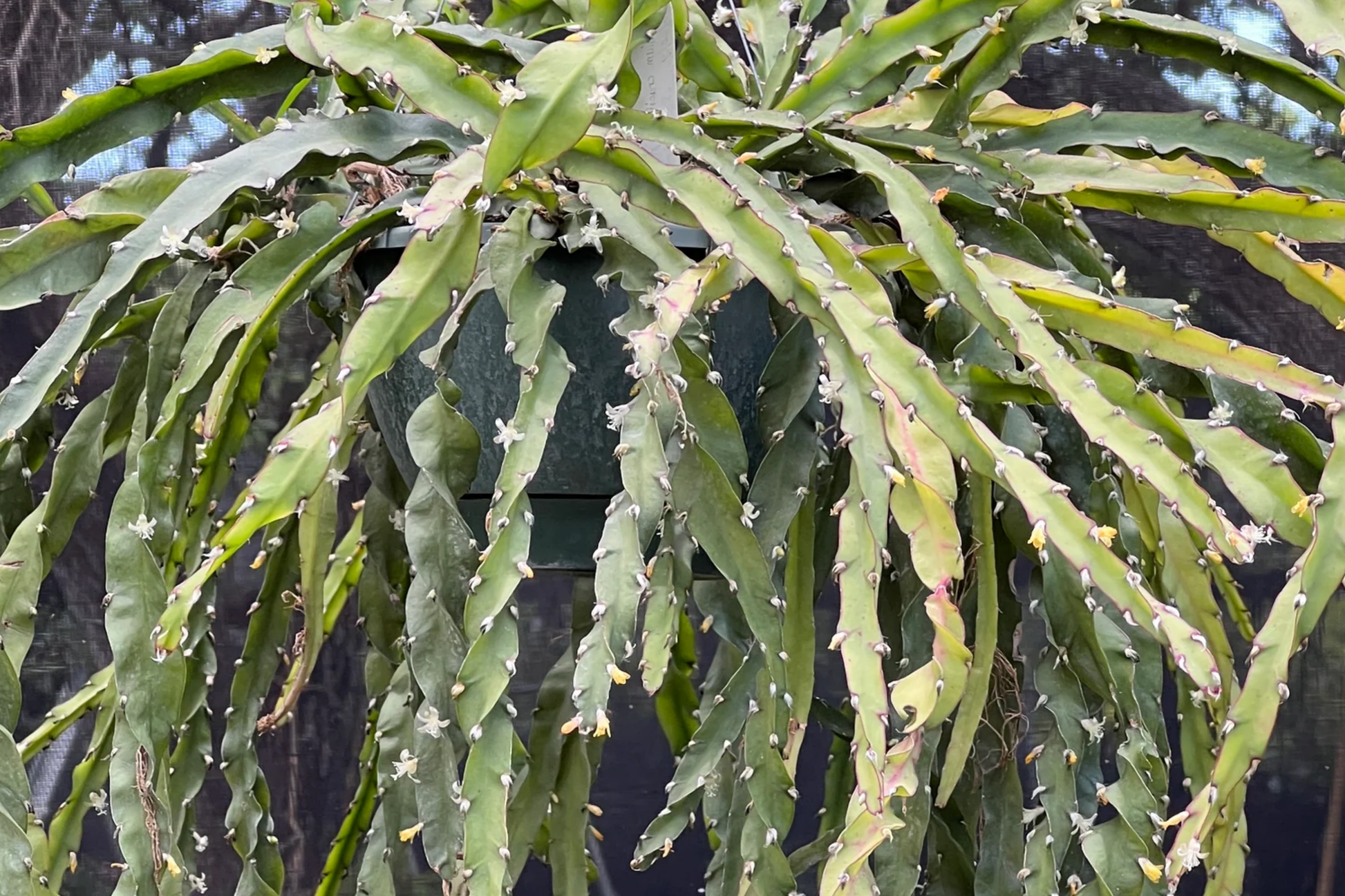 Lepismium Cruciforme Spiralis Cactus - 3 Unrooted Cuttings 4-8 Inches, Rare Epiphytic Grafting or Rooting Plant