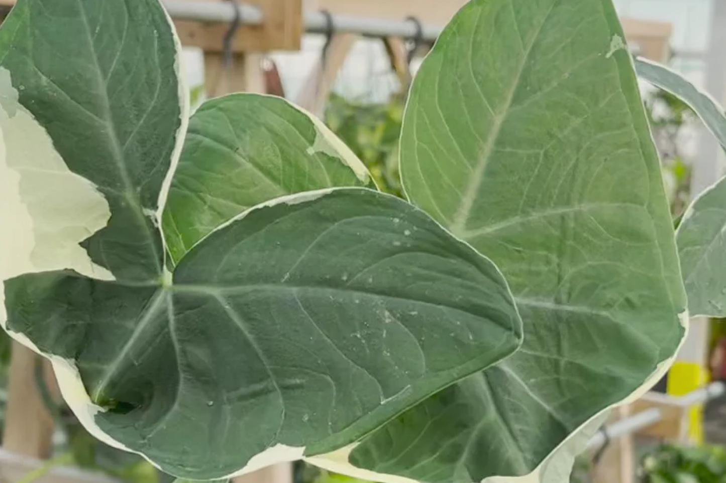 Alocasia Mickey Mouse Plant | Live Indoor Houseplant in 4" Pot | Variegated Foliage | Unique Tropical Aroid