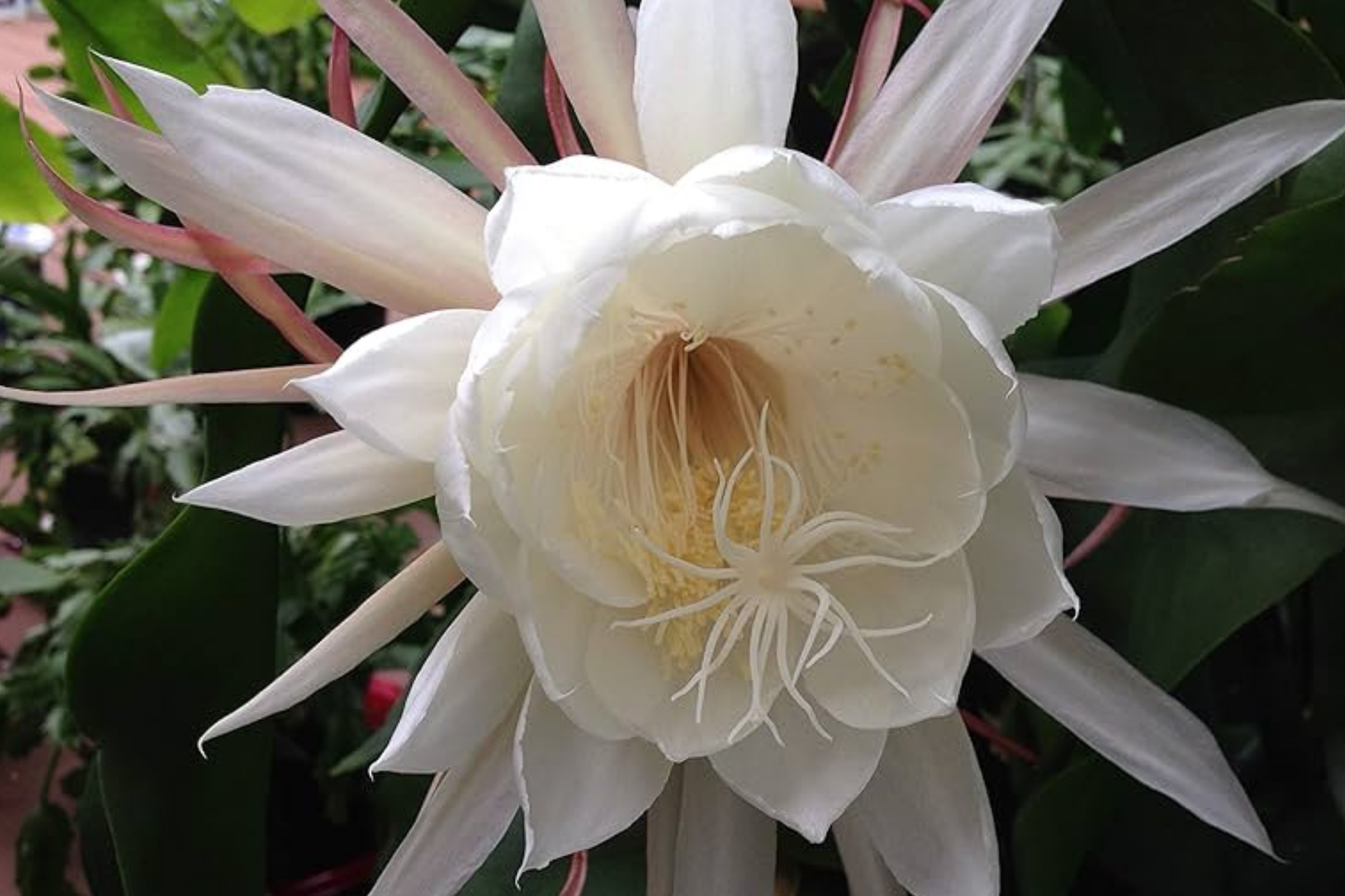 Epiphyllum 'Kazoo' Unrooted Cutting – Rare Orchid Cactus Hybrid with Large Cream-to-Chartreuse Flowers, Easy to Grow, 6-8" Fresh Cutting