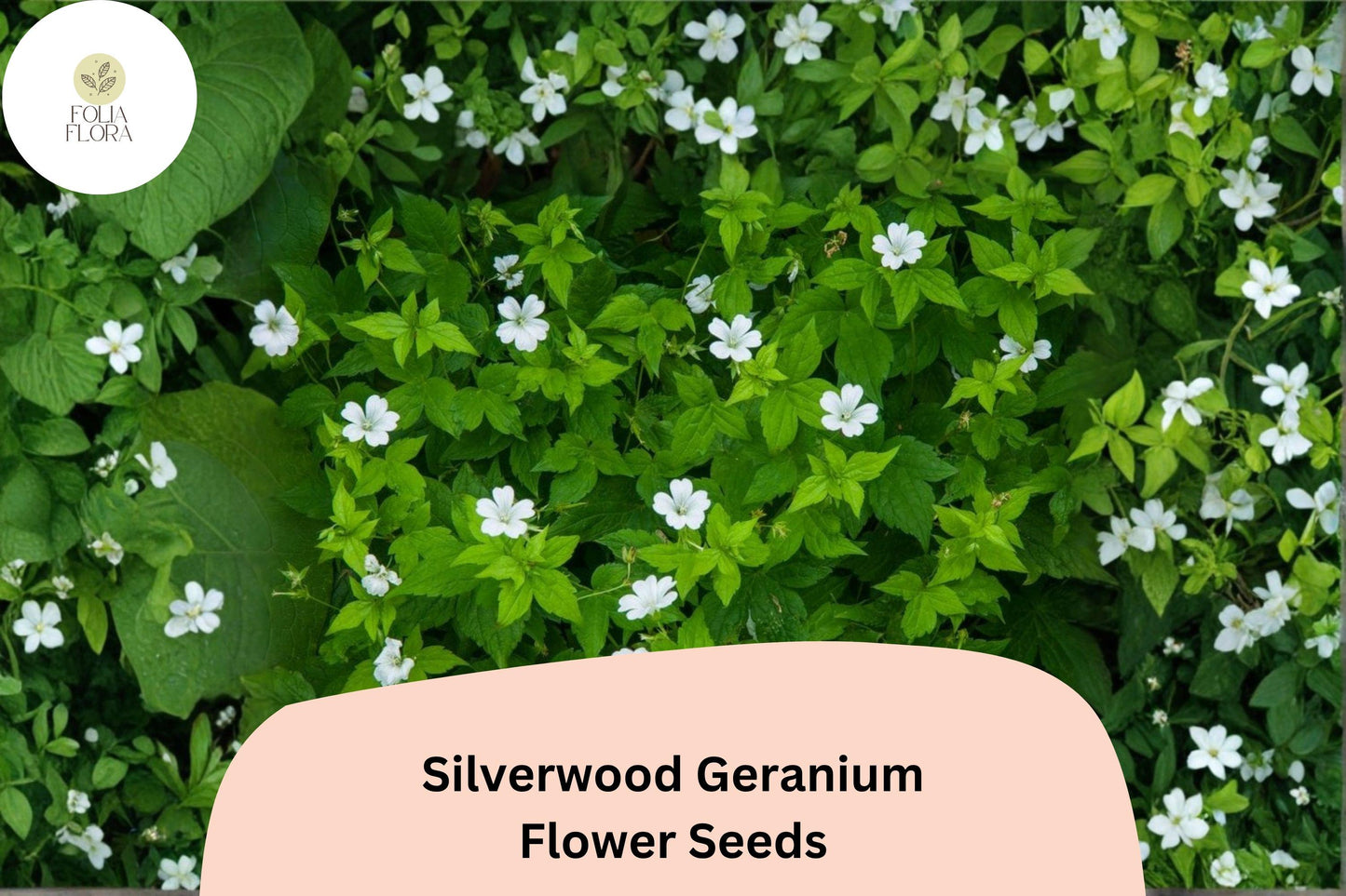 25+ Silverwood Geranium Seeds | Hardy Perennial Geranium sanguineum with White Blooms for Garden Borders