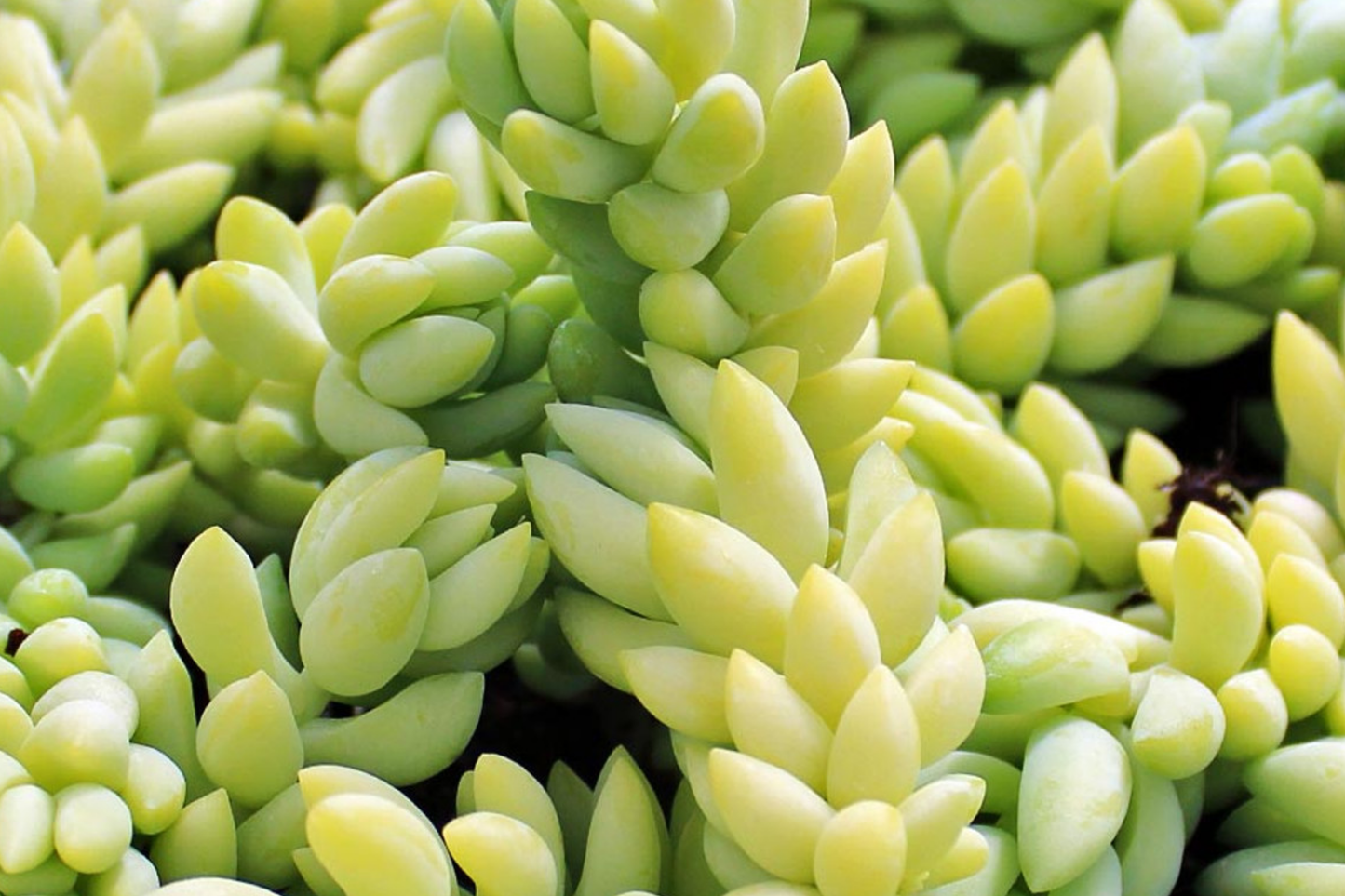 Donkey’s Tail Succulent Cuttings 5" | Sedum Morganianum | Trailing Houseplant | Easy-Care, Drought Tolerant, Pet Safe