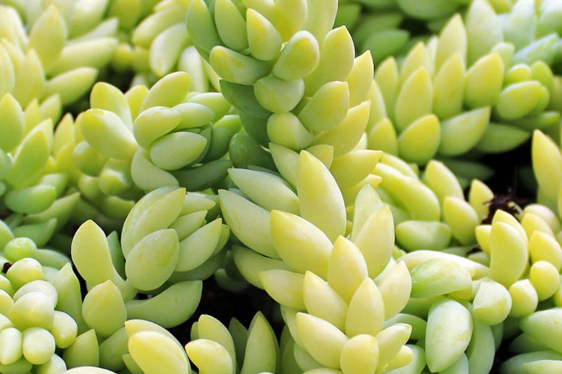 Donkey’s Tail Succulent Cuttings 5" | Sedum Morganianum | Trailing Houseplant | Easy-Care, Drought Tolerant, Pet Safe