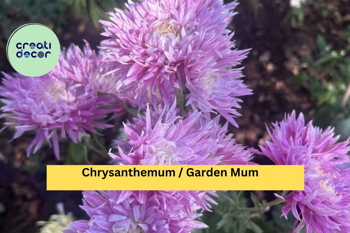 Live Chrysanthemum Plant - Rare Hot Pink & Yellow Bicolor, Hardy Fall Perennial, Chrysanthemum morifolium - Zones 5–9