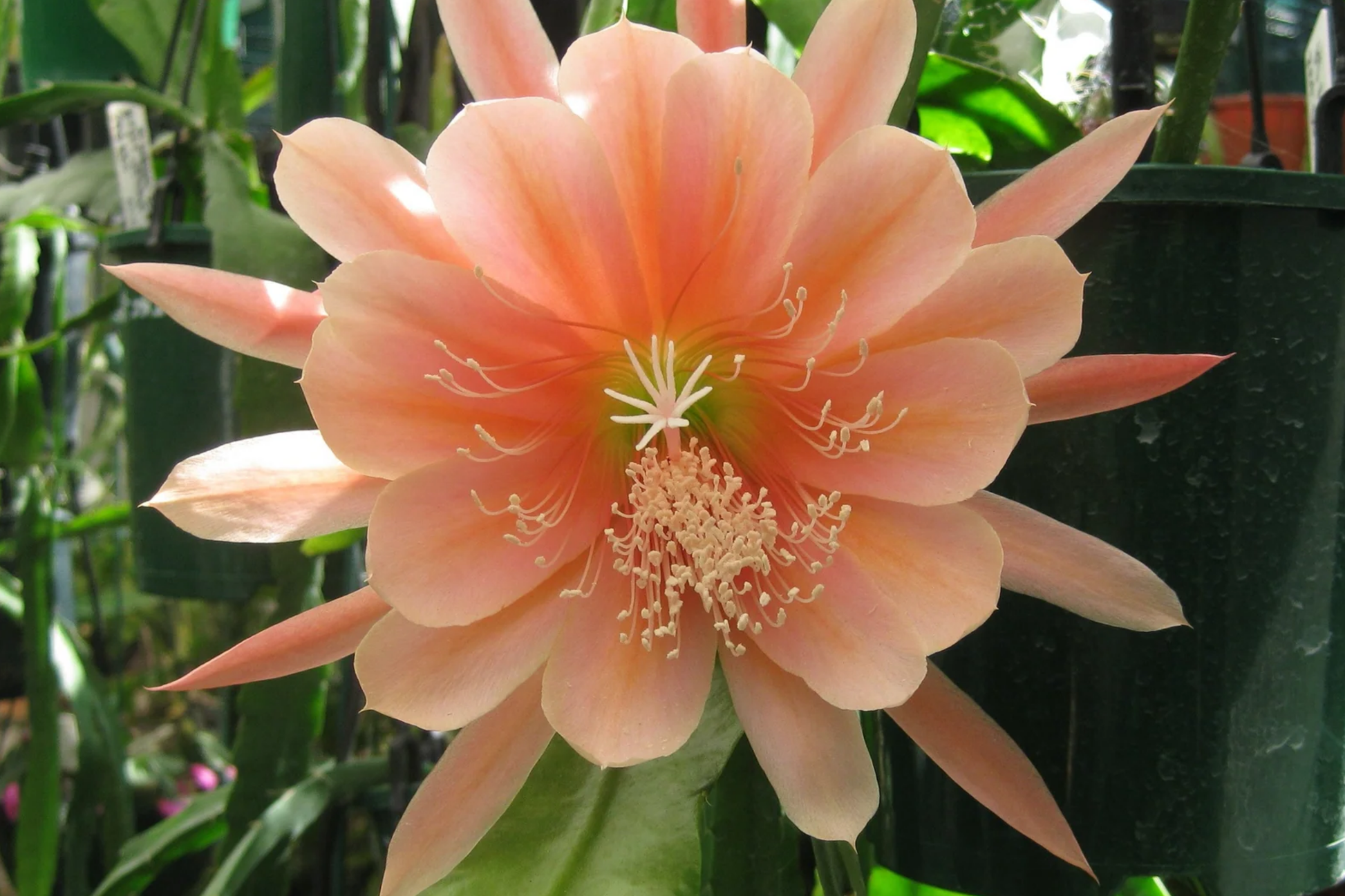 Epiphyllum Orchid Cactus Cutting 8-10" King Midas Hybrid with Large Vibrant Blooms