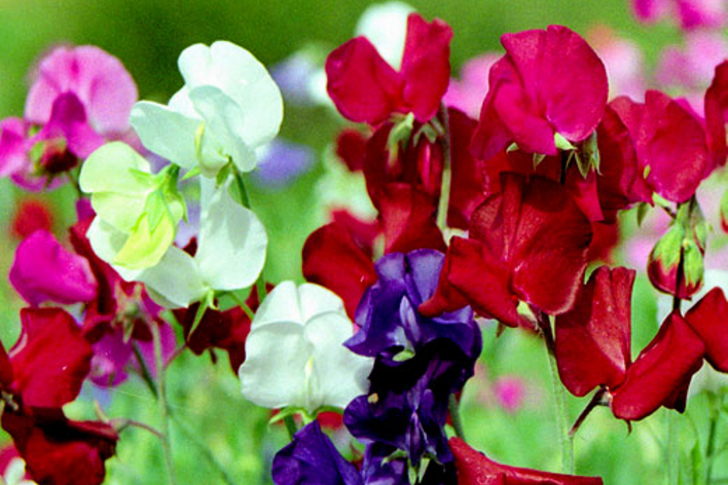 Dwarf Sweet Pea Seeds Bijou Mix | Non-GMO Annual Flower Seeds Bulk | Lathyrus odoratus