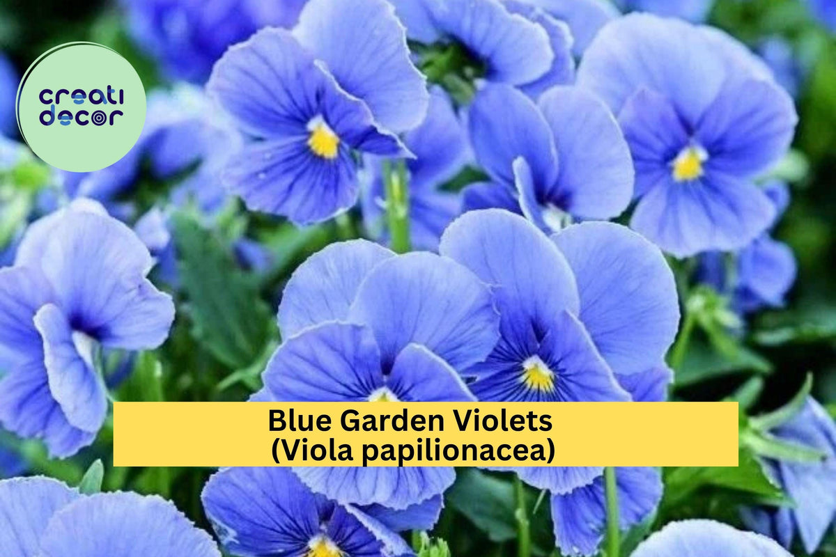 Blue Garden Violet Bare Roots Set of 5 – Viola papilionacea – Hardy Perennial Wildflower with Blue-Purple Blooms for Groundcover