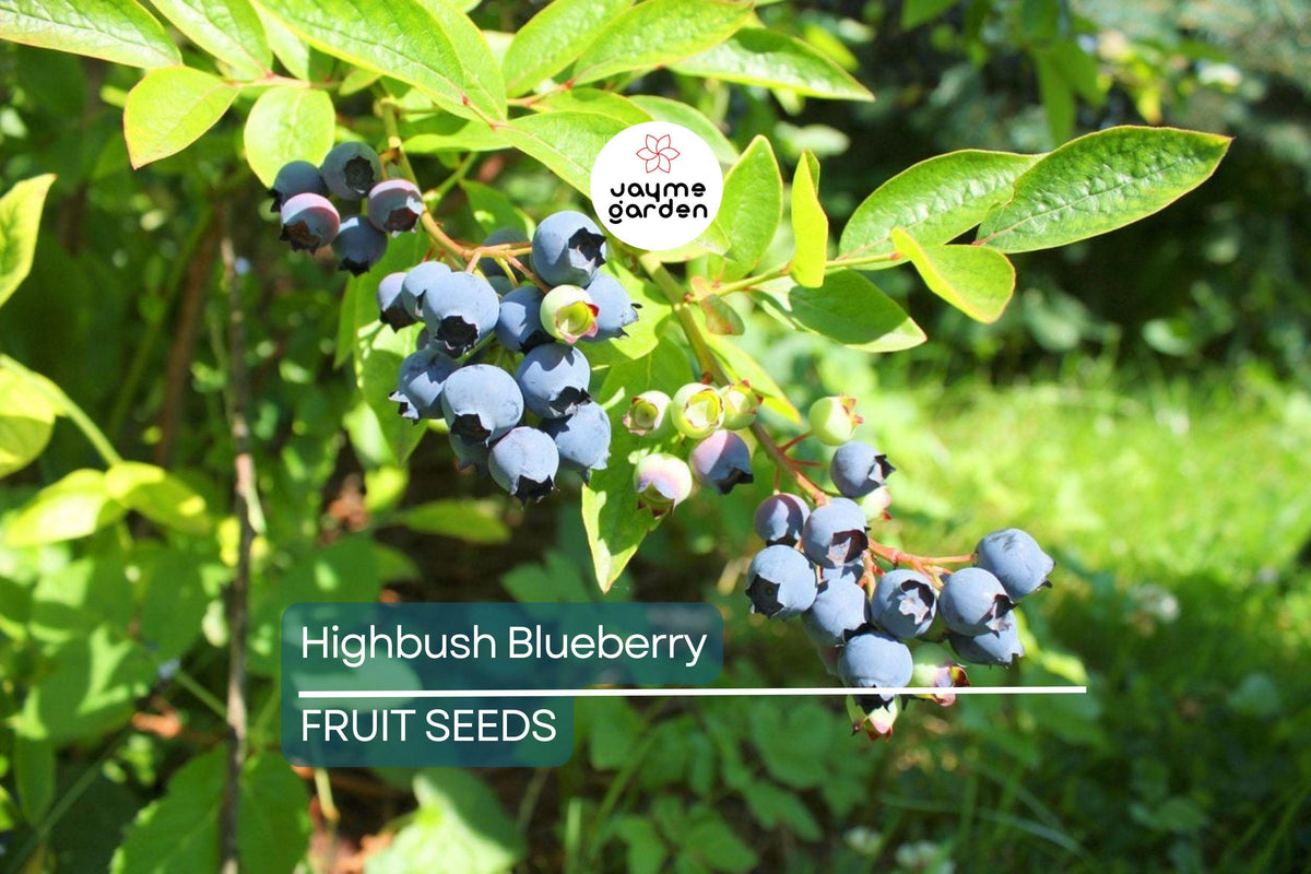 200 Highbush Blueberry Seeds - Disease-Resistant, Self-Fertile, Vaccinium corymbosum - Perfect for Home Gardens, Free Shipping